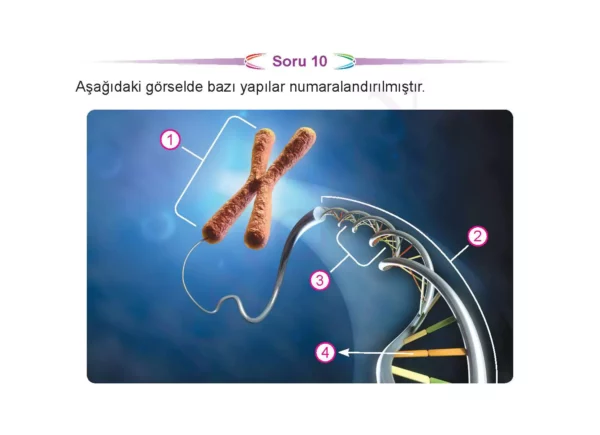 lgsfenbilimlericeptestkolay3