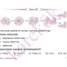 10_SINIF_BIYOLOJI_CEP_TEST_Sayfa_1