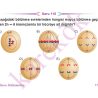 10_SINIF_BIYOLOJI_CEP_TEST_Sayfa_2