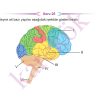 11_SINIF_BIYOLOJI_CEP_TEST_Sayfa_1