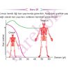 11_SINIF_BIYOLOJI_CEP_TEST_Sayfa_3