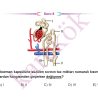 11_SINIF_BIYOLOJI_CEP_TEST_Sayfa_6