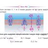 9_SINIF_BIYOLOJI_CEP_TEST_Sayfa_7