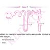 AYT_BIYOLOJI_CEP_TEST_KOLAY_Sayfa_3
