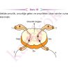 AYT_BIYOLOJI_CEP_TEST_ORTA_Sayfa_1