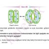 AYT_BIYOLOJI_CEP_TEST_ORTA_Sayfa_4