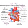 AYT_BIYOLOJI_CEP_TEST_ZOR_Sayfa_05