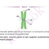 TYT_BIYOLOJI_CEP_TEST_ORTA_Sayfa_5